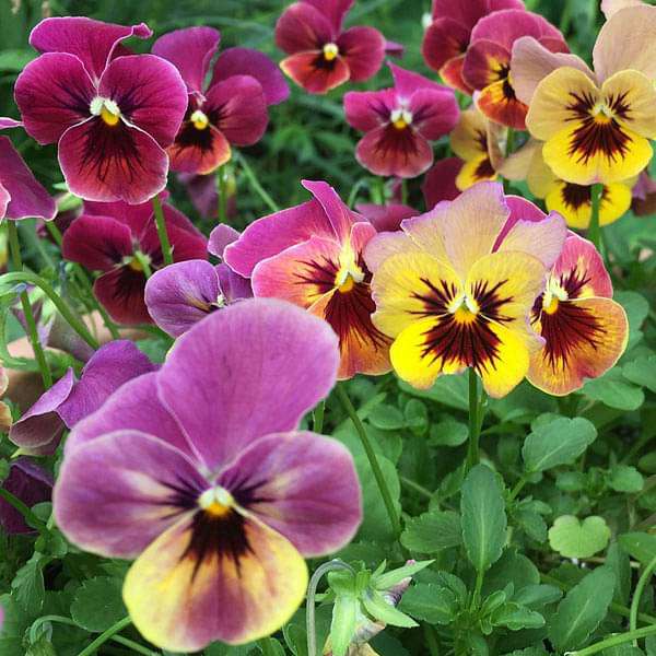 Blotch Mixed Color Flower Seeds